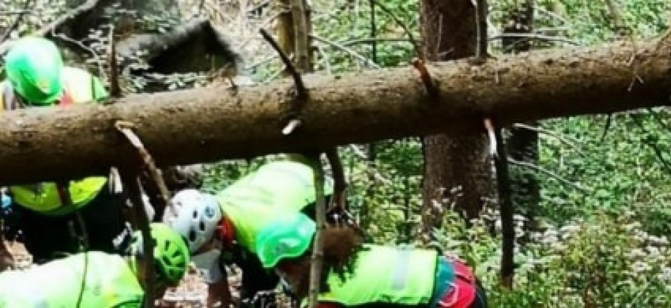 Cade da un muretto e viene travolto dal tronco che stava trascinando: boscaiolo trasportato in ospedale